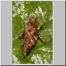 Tetrix undulata - Gemeine Dornschrecke 02 10mm.jpg